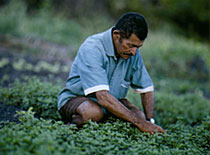 Em dezembro foi inagurada uma usina para
transformar todo o lixo orgnico de Costa do Saupe em adubo. O adubo  utilizado pelos micro-agricultores da regio, que vendem seus produtos para o complexo turstico e as comunidades do entorno.